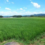 お米の生育情報の画像