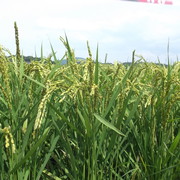 嘉穂盆地の夢つくしの状況の画像