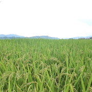 25年産の新米続々販売開始の画像