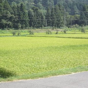 8月8日（木）現在　稲の状況の画像