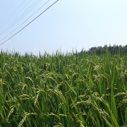新米　嘉穂盆地「夢つくし」販売開始の画像