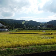 25年産　新米が出揃いました。の画像